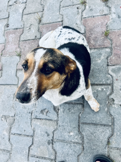 zdjęcie psa przebywającego w tymczasowym przytulisku w Lubinie