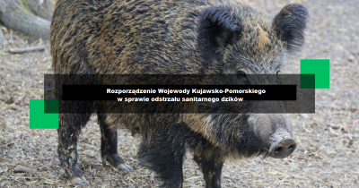 zdjęcie dzika - informacja &quot;Rozporządzenie Wojewody Kujawsko-Pomorskiego w sprawie odstrzału sanitarnego dzików&quot;