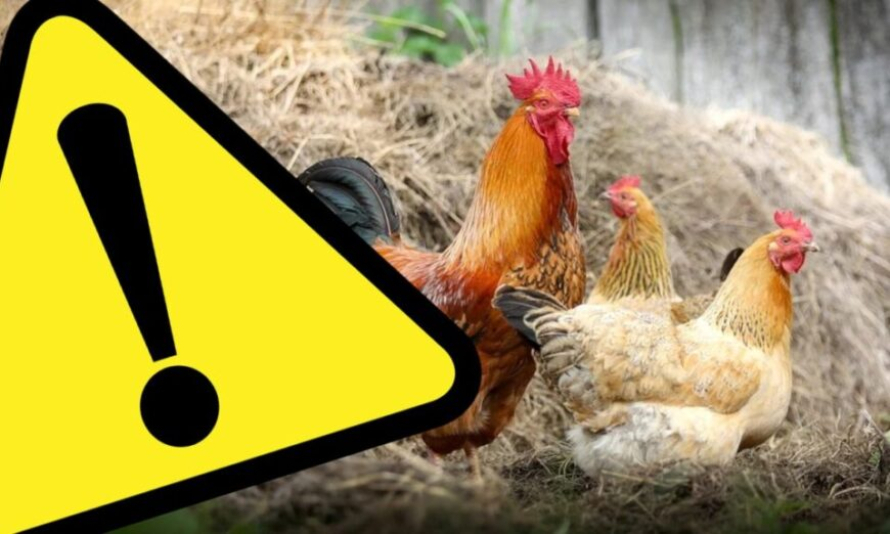 Uchylające - rozporządzenie Wojewody Kujawsko-Pomorskiego w sprawie grypy ptaków -logo