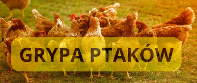 Uwaga grypa ptaków (HPAI)