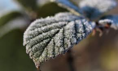 Ostrzeżenie meteorologiczne: przymrozki 