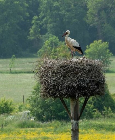 bocian w gnieździe