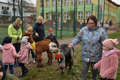 Do Zespołu Szkolno-Przedszkolnego w Kikole zawitały alpaki